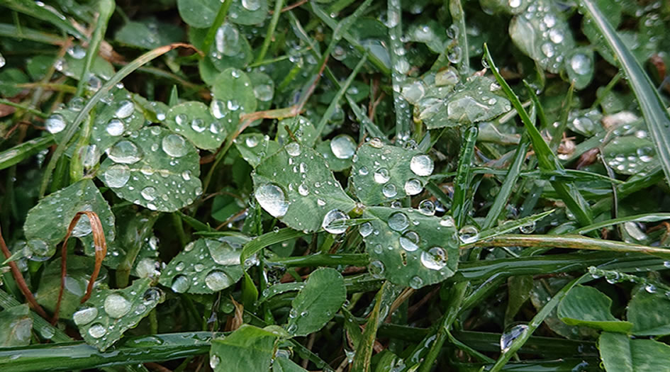 Wassertropfen im Gras